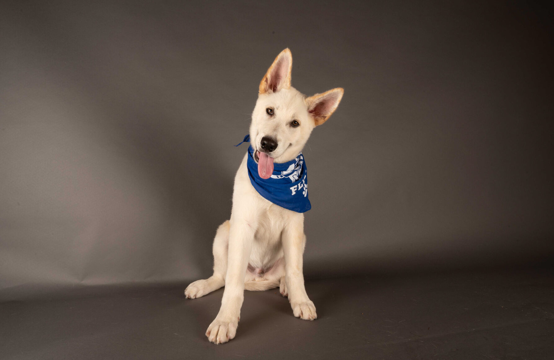 PUPPY BOWL XVII